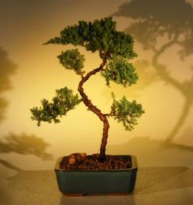 Juniper Bonsai Tree - Trained<br><i>(juniper procumbens nana)</i>