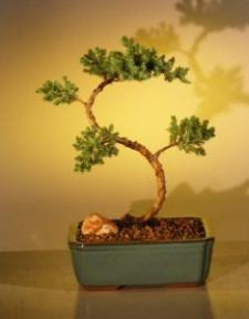 Juniper Bonsai Tree - Trained<br><i>(juniper procumbens nana)</i>