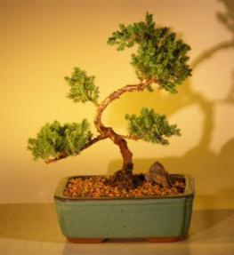 Juniper Bonsai Tree - Trained<br><i>(juniper procumbens nana)</i>