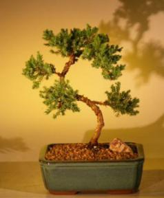 Juniper Bonsai Tree - Trained<br><i>(juniper procumbens nana)</i>