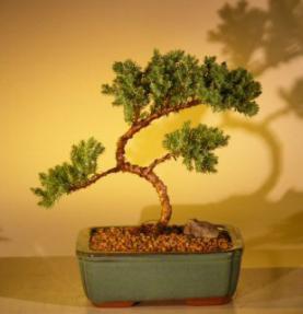 Juniper Bonsai Tree - Trained<br><i>(juniper procumbens nana)</i>