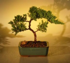 Juniper Bonsai Tree - Trained<br><i>(juniper procumbens nana)</i>