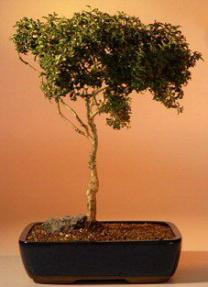 Japanese Kingsville Boxwood - 16