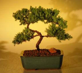 Juniper Bonsai Tree - Trained<br><i>(juniper procumbens nana)</i>