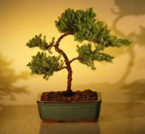 Juniper Bonsai Tree - Trained<br><i>(juniper procumbens nana)</i>