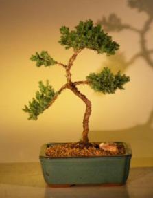 Juniper Bonsai Tree - Trained<br><i>(juniper procumbens nana)</i>