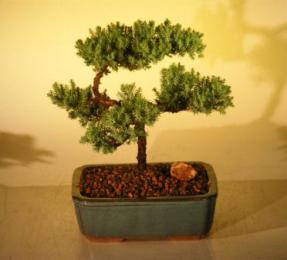 Juniper Bonsai Tree - Trained<br><i>(juniper procumbens nana)</i>