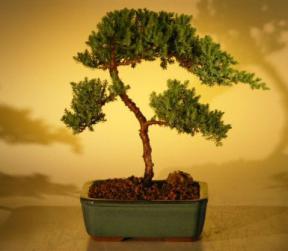 Juniper Bonsai Tree - Trained<br><i>(juniper procumbens nana)</i>