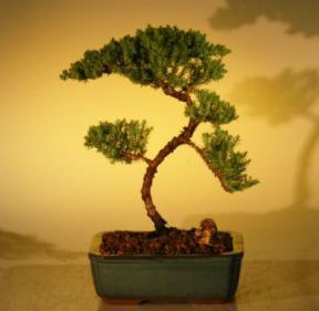 Juniper Bonsai Tree - Trained<br><i>(juniper procumbens nana)</i>