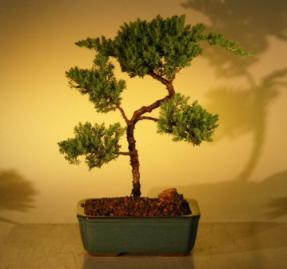 Juniper Bonsai Tree - Trained<br><i>(juniper procumbens nana)</i>