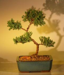 Juniper Bonsai Tree - Trained<br><i>(juniper procumbens nana)</i>