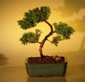 Juniper Bonsai Tree - Trained<br><i>(juniper procumbens nana)</i>