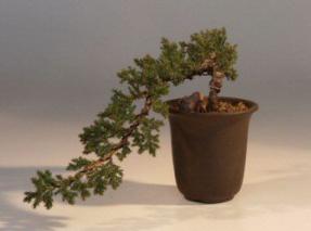 Juniper Bonsai Tree<br><i>(juniper procumbens nana)</i>