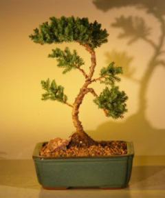 Juniper Bonsai Tree - Trained<br><i>(juniper procumbens nana)</i>