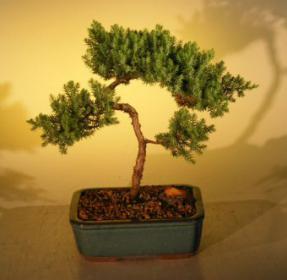 Juniper Bonsai Tree - Trained<br><i>(juniper procumbens nana)</i>