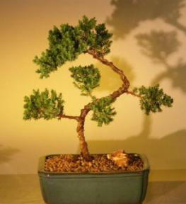 Juniper Bonsai Tree - Trained<br><i>(juniper procumbens nana)</i>