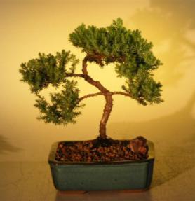 Juniper Bonsai Tree - Trained<br><i>(juniper procumbens nana)</i>