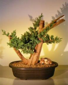 Juniper Bonsai Tree - Phoenix Graft<br><i>(juniper procumbens nana)</i>