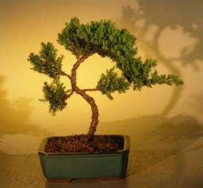 Juniper Bonsai Tree - Trained<br><i>(juniper procumbens nana)</i>