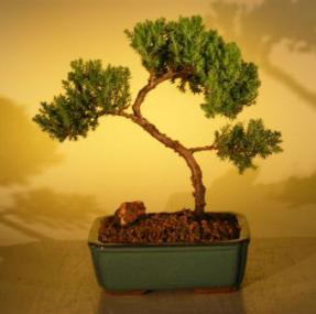 Juniper Bonsai Tree - Trained<br><i>(juniper procumbens nana)</i>