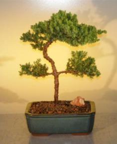 Juniper Bonsai Tree - Trained<br><i>(juniper procumbens nana)</i>