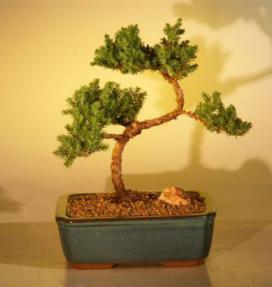 Juniper Bonsai Tree - Trained<br><i>(juniper procumbens nana)</i>