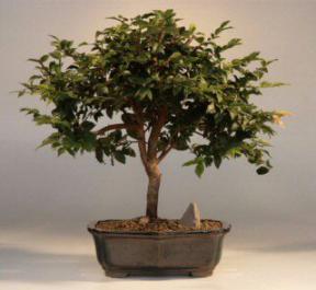 Jaboticaba Bonsai Tree<br><i>(eugenia cauliflora)</i>