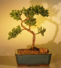 Juniper Bonsai Tree - Trained<br><i>(juniper procumbens nana)</i>