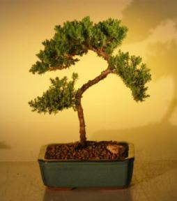 Juniper Bonsai Tree - Trained<br><i>(juniper procumbens nana)</i>