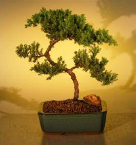 Juniper Bonsai Tree - Trained<br><i>(juniper procumbens nana)</i>