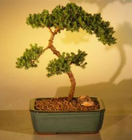 Juniper Bonsai Tree - Trained<br><i>(juniper procumbens nana)</i>