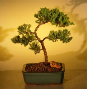 Juniper Bonsai Tree - Trained<br><i>(juniper procumbens nana)</i>