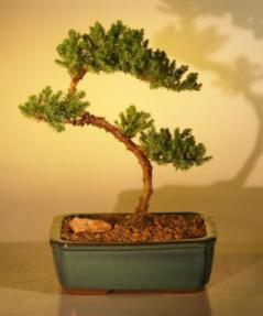 Juniper Bonsai Tree - Trained<br><i>(juniper procumbens nana)</i>