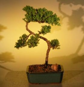 Juniper Bonsai Tree - Trained<br><i>(juniper procumbens nana)</i>