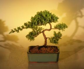 Juniper Bonsai Tree - Trained<br><i>(juniper procumbens nana)</i>9