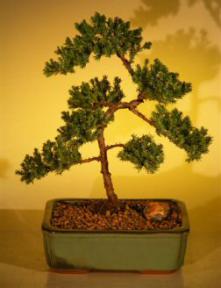 Juniper Bonsai Tree - Trained<br><i>(juniper procumbens nana)</i>