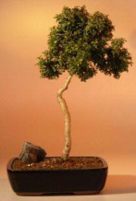 Japanese Kingsville Boxwood Bonsai Tree - Curved Trunk - 12