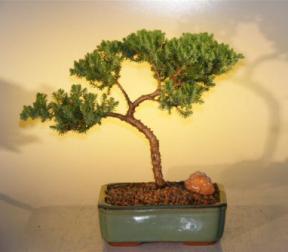 Juniper Bonsai Tree - Trained<br><i>(juniper procumbens nana)</i>