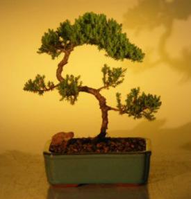 Juniper Bonsai Tree - Trained<br><i>(juniper procumbens nana)</i>