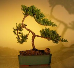 Juniper Bonsai Tree - Trained<br><i>(juniper procumbens nana)</i>