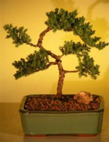 Juniper Bonsai Tree - Trained<br><i>(juniper procumbens nana)</i>