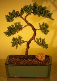 Juniper Bonsai Tree - Trained<br><i>(juniper procumbens nana)</i>