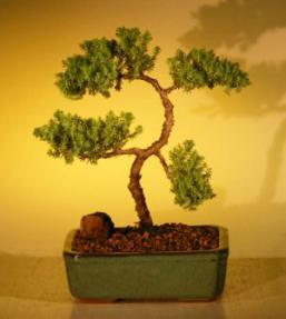 Juniper Bonsai Tree - Trained<br><i>(juniper procumbens nana)</i>