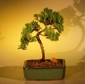 Juniper Bonsai Tree - Trained<br><i>(juniper procumbens nana)</i>