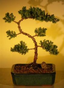 Juniper Bonsai Tree - Trained<br><i>(juniper procumbens nana)</i>