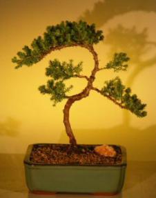 Juniper Bonsai Tree - Trained<br><i>(juniper procumbens nana)</i>