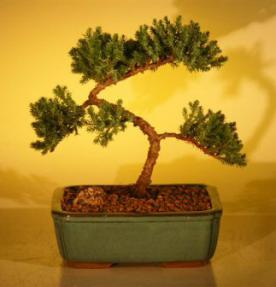 Juniper Bonsai Tree - Trained<br><i>(juniper procumbens nana)</i>