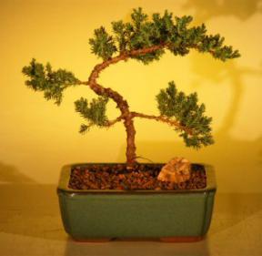 Juniper Bonsai Tree - Trained<br><i>(juniper procumbens nana)</i>