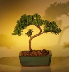 Juniper Bonsai Tree - Trained<br><i>(juniper procumbens nana)</i>