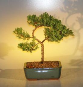 Juniper Bonsai Tree - Trained<br><i>(juniper procumbens nana)</i>